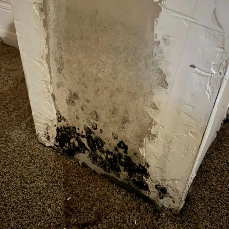 Professional Mold Removal in El Cajon, CA